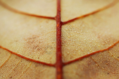 棕树叶的自然背景图片