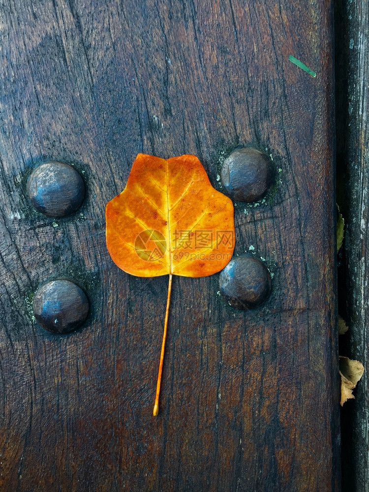 棕树叶的自然图片