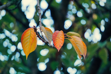 树的叶在自然中的树叶背景图片