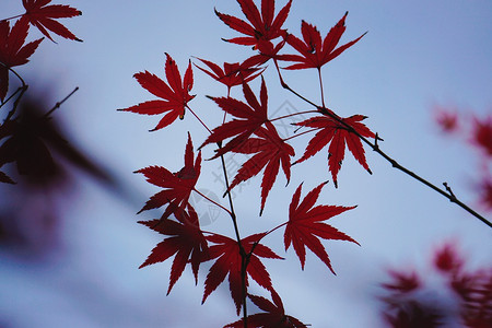 红色树叶的自然质图片