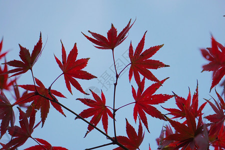 红色树叶的自然质背景图片
