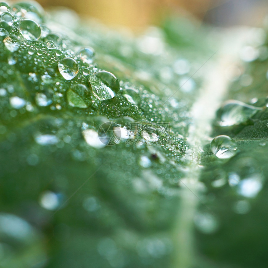 绿树叶上的雨滴图片