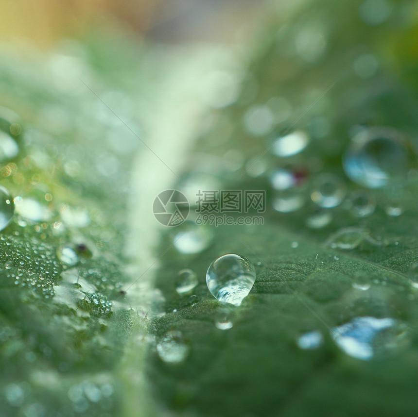 绿树叶上的雨滴图片