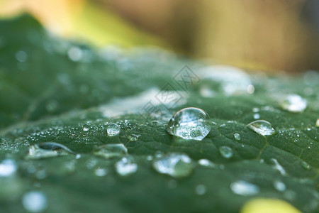 雨矢量绿树叶上的雨滴背景