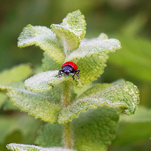 绿色植物上的红虫子图片