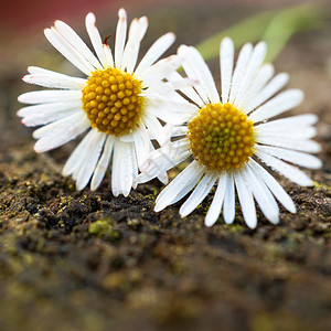 白菊花植物图片