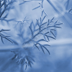 植物中的蓝色在自然的园圃里图片