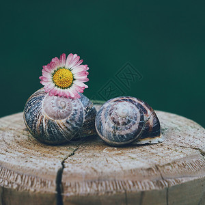 花园里的蜗牛和菊花图片