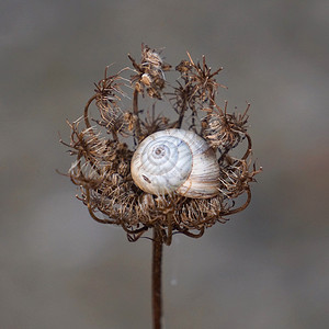 在植物上的小蜗牛自然植物背景图片