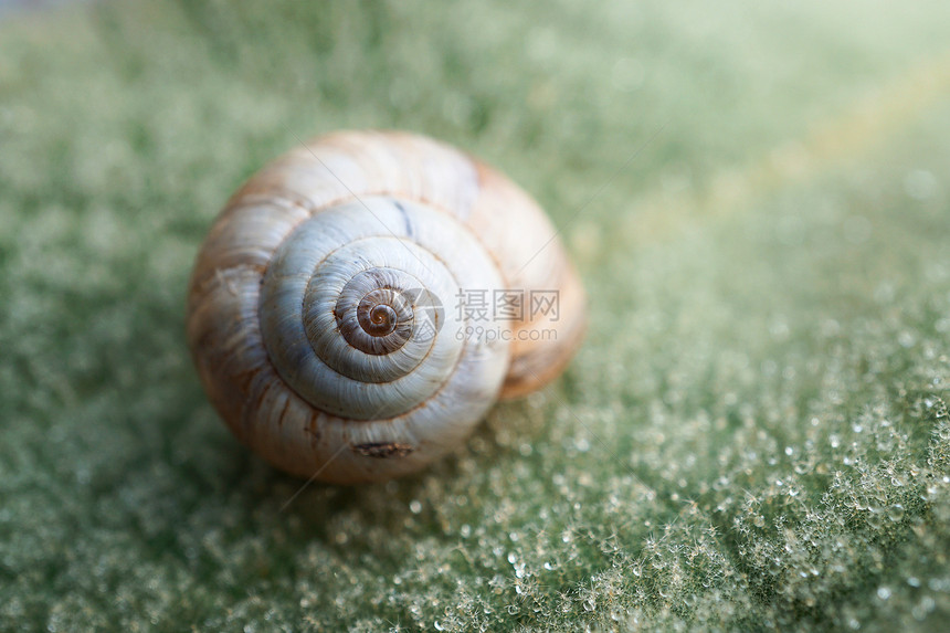 在植物上的小蜗牛自然植物图片