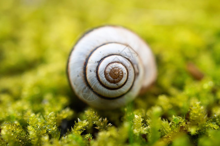 在植物上的小蜗牛自然植物背景图片
