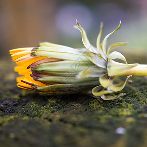 自然中的黄花植物图片