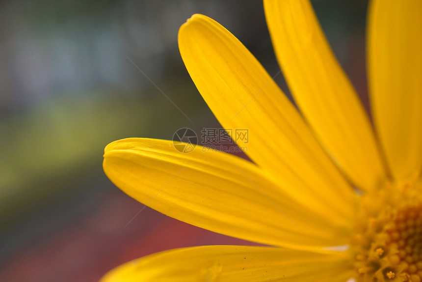 黄花瓣图片