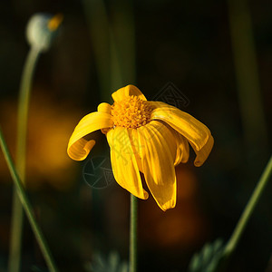 自然界中美丽的黄花植物背景图片