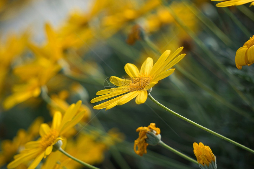 美丽的黄色花植物图片