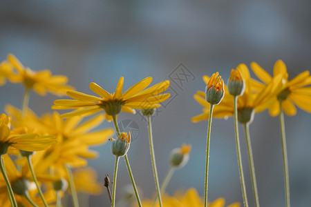 花园里浪漫的黄色花朵图片