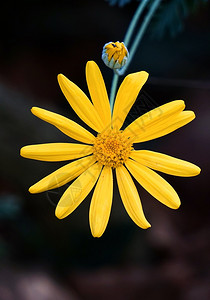 花园中的美丽黄花背景图片