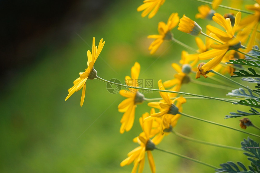 自然中的浪漫黄色花朵图片