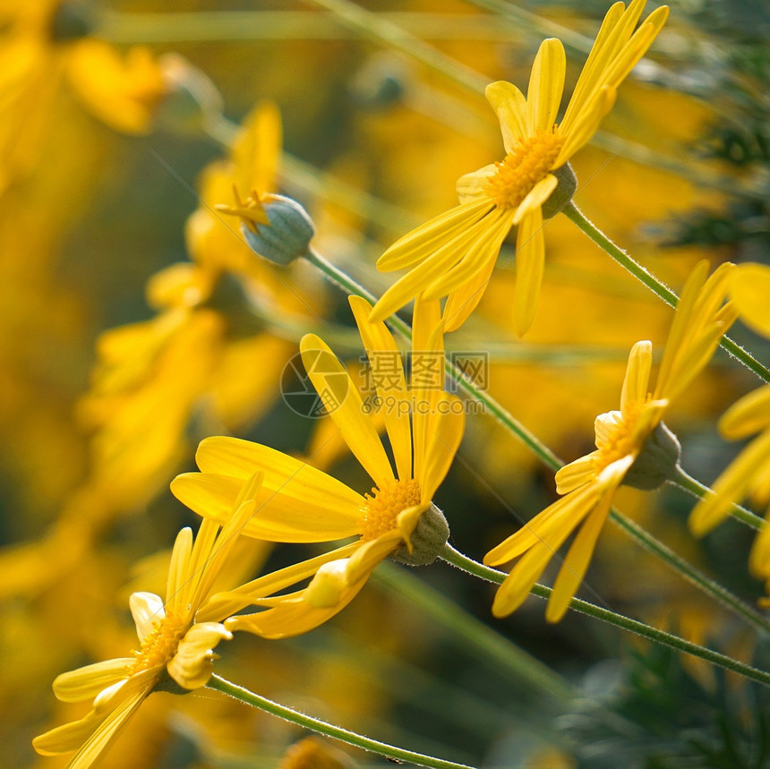 花园中美丽的黄色花朵图片