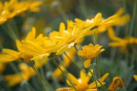 矢量可编辑花园中的美丽黄花背景