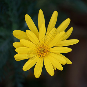 花园中美丽的黄色花朵背景图片
