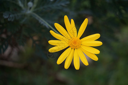 花园里浪漫的黄色花朵图片