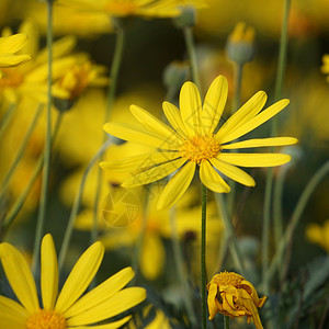 花园里浪漫的黄色花朵背景图片