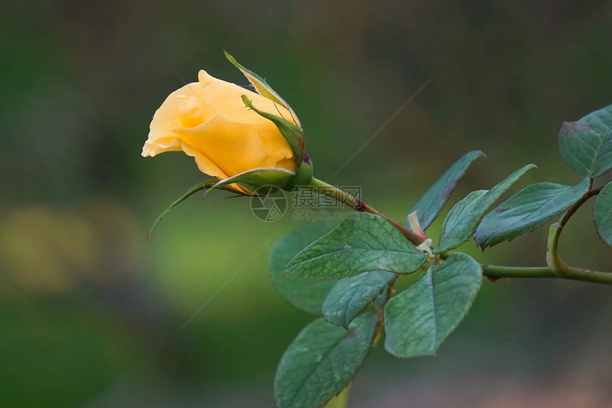 花园里浪漫的黄玫瑰花朵图片