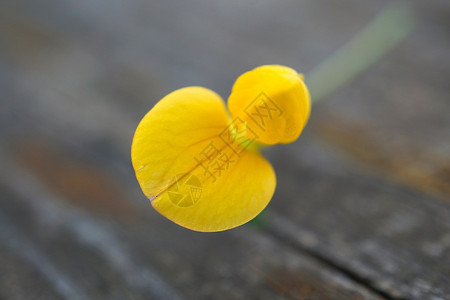 自然中的美丽黄花图片