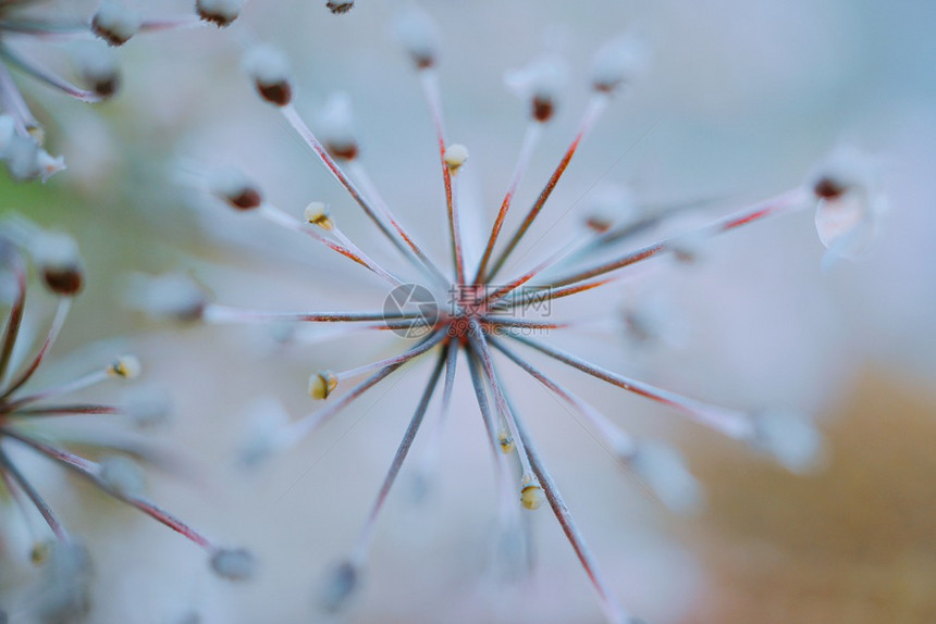 花园里的抽象白图片