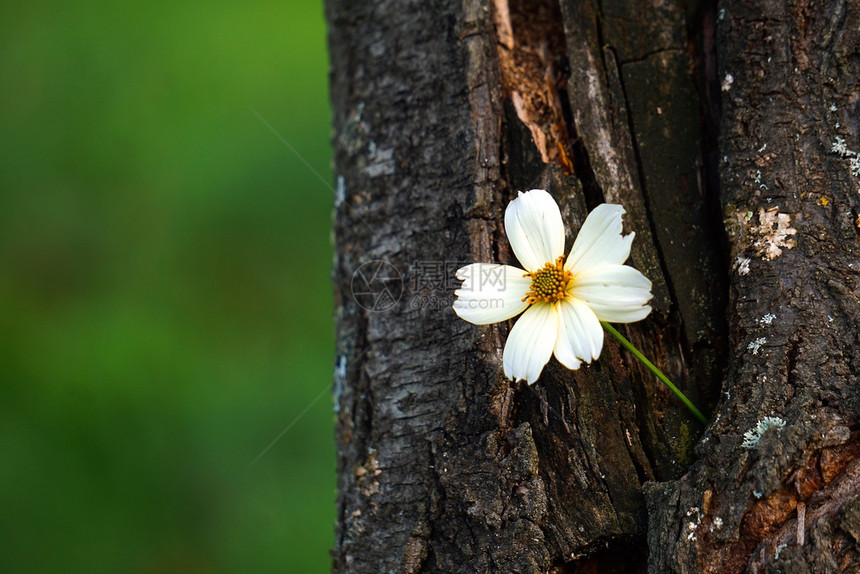 自然界中的白花植物图片