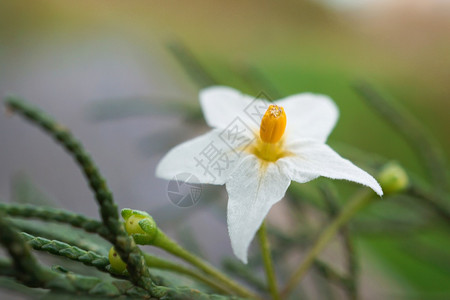 花园里浪漫的白背景图片