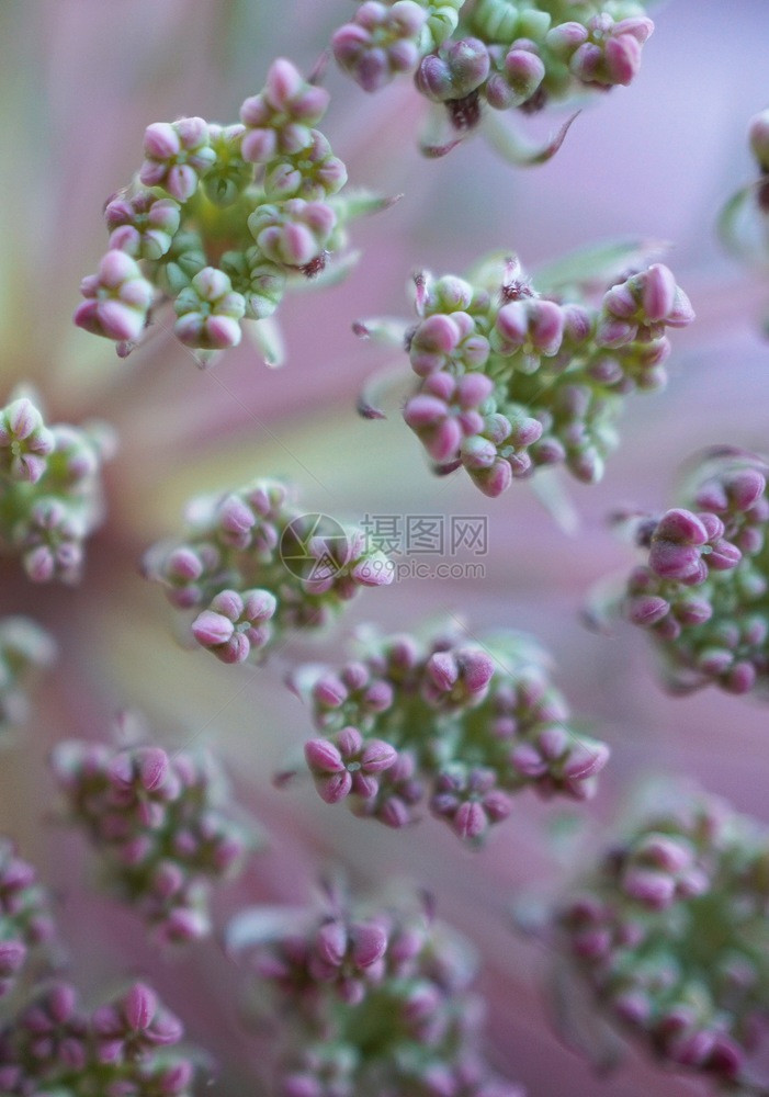 花园中的抽象白植物图片