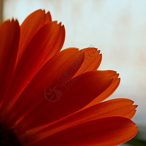 橙花瓣图片