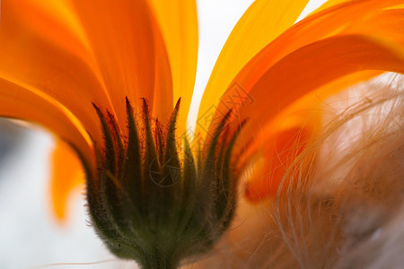 橙花瓣背景图片