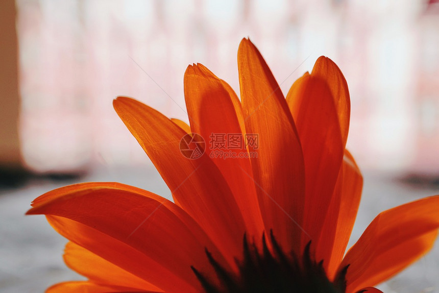 美丽的橙花瓣图片