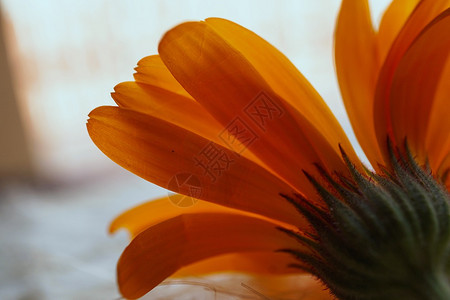 橙花瓣图片