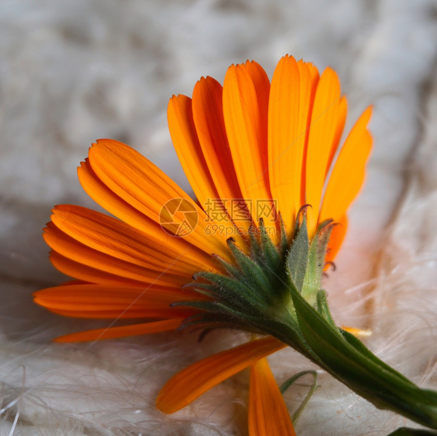 美丽的橙色花朵在大自然中图片