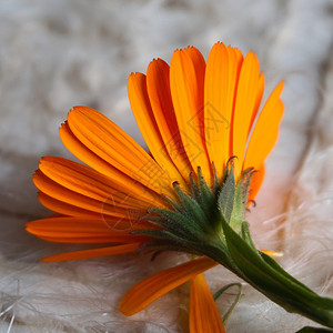 美丽的橙色花朵在大自然中图片