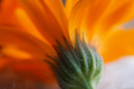 大自然中美丽的橙色花朵图片