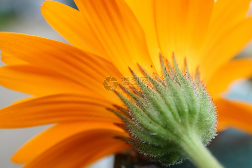 花园里浪漫的橙色花朵图片