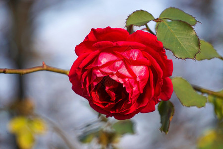 浪漫的红玫瑰花背景图片