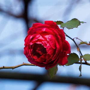 花园中美丽的红玫瑰花朵背景图片