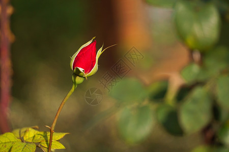 花园里浪漫的红玫瑰花朵背景图片