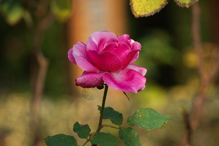 花园里浪漫的红玫瑰花朵背景图片