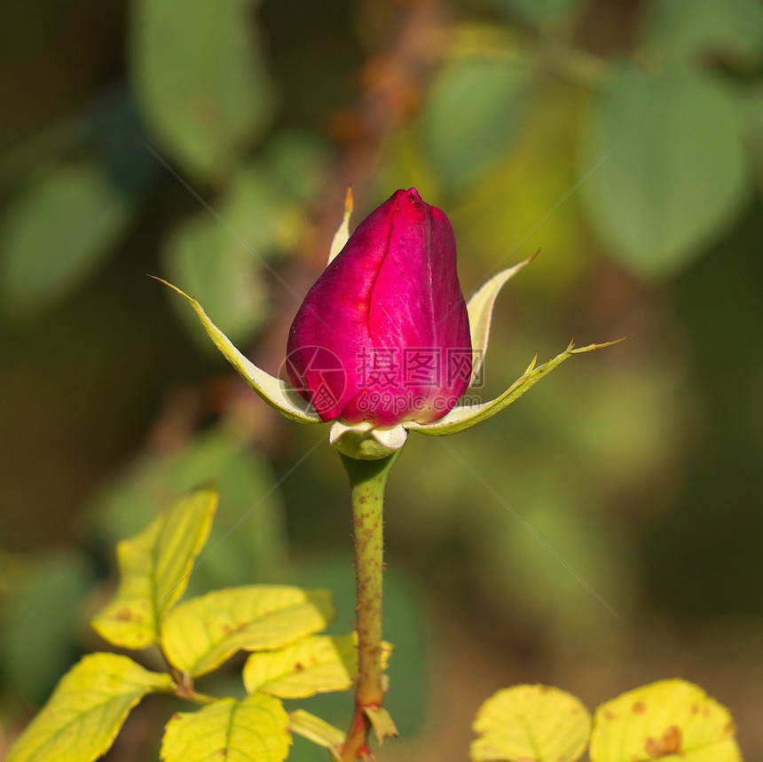 自然中的浪漫红玫瑰花图片