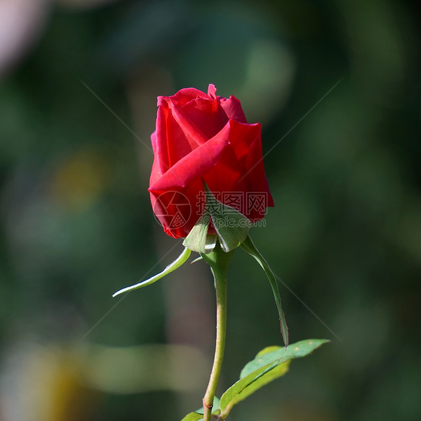 花园里浪漫的红玫瑰花朵图片