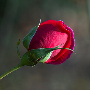 花园中美丽的红玫瑰花朵背景图片