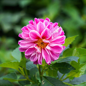 花园里浪漫的粉色花朵图片