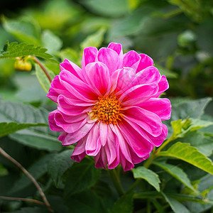 花园中美丽的粉色花朵背景图片